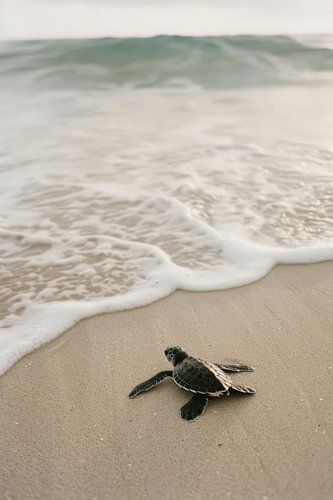 Small turtle on the beach