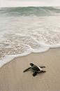 Kleine Schildkröte am Strand von Poster Art Shop Miniaturansicht