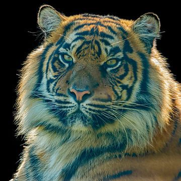 Tiger, Amur-Tiger, Sumatra-Tiger. von Gert Hilbink