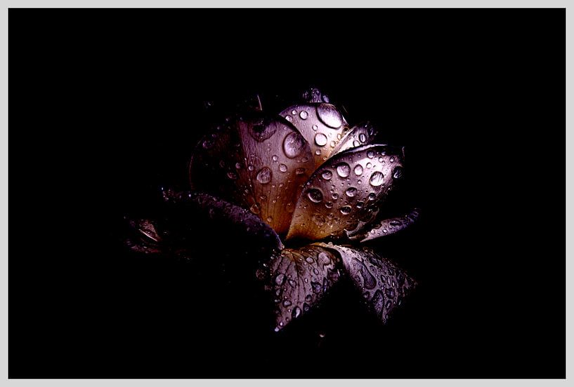 fantaisie de la rose humide par Ribbi