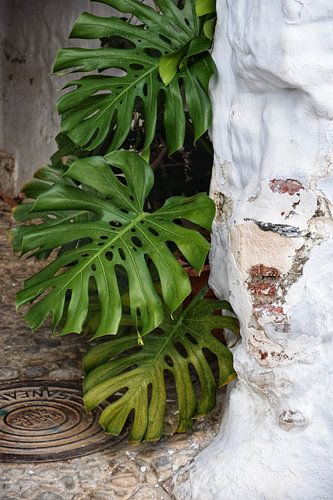 Plante de monstera en Espagne sur Maaike Hartgers