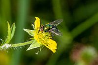 colorful blowfly on a yellow flower