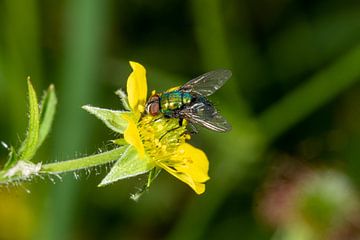 kleurige bromvlieg op een gele bloem van Hans-Jürgen Janda