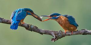 Eisvogel - Liebe am Wasser