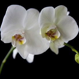 orichidee by Sandra Bastiaans