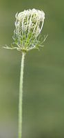 Yarrow