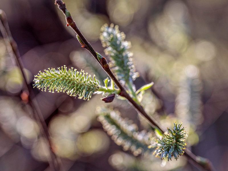 Hazel in Bloom par Rob Boon