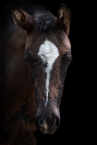 Portret van een bruin veulen