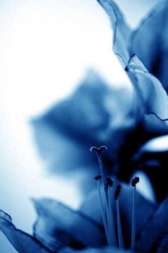 Amaryllis 11 - alles ist Liebe