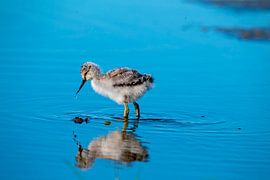 Junger Säbelschnäbler im Frühjahr auf der Suche nach Nahrung von Eye on You