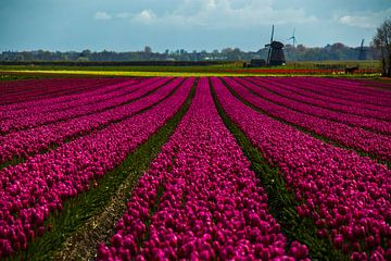 Rode tulpen in egmond van peterheinspictures