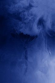 Fleur mystique, photographie sous-marine