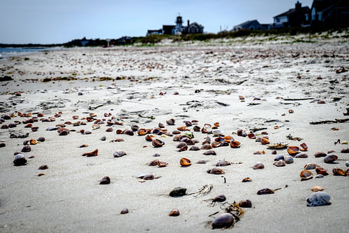 Schelpen op het strand op Cape Cod