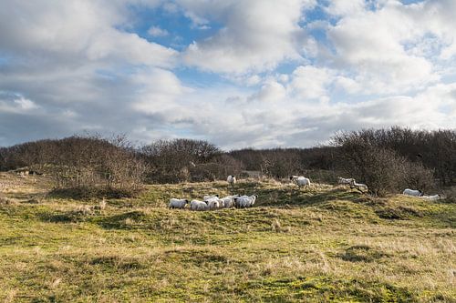 Schapen