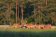 Red deer by Andy van der Steen - Fotografie thumbnail