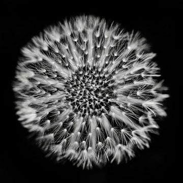 Paardenbloem