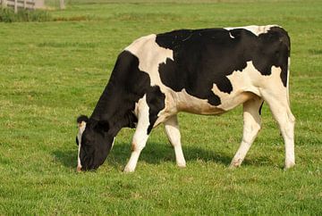 Een Hollandse koe van Dennis Schaefer