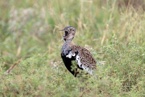 Crested Bustard by Angelika Stern
