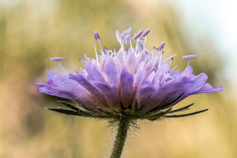 Krone der Natur von Nicole Schmidt