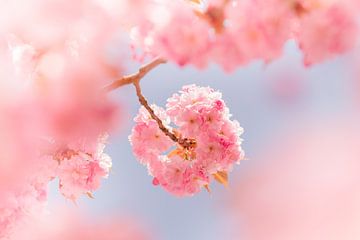 Pink Japanese Cherry Blossom by Pictorine