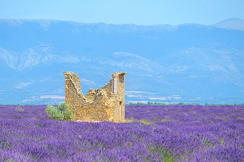 Bloeiende lavendel in de Provence tijdens een zomerse dag