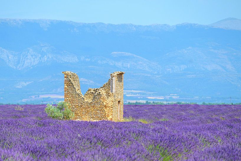 Blühender Lavendel in der Provence an einem Sommertag von Sjoerd van der Wal Fotografie