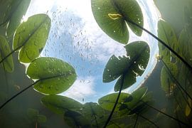 Unter den gelben Pflaumen von Matthijs de Vos