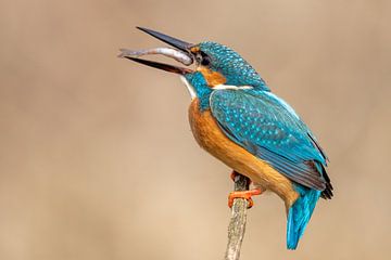 IJsvogel met vis van Dennis Eckert