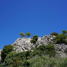 Bomen aan de kust van Kroatië van Dominic Corbeau