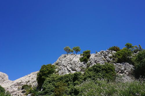 Bäume an der Küste von Kroatien