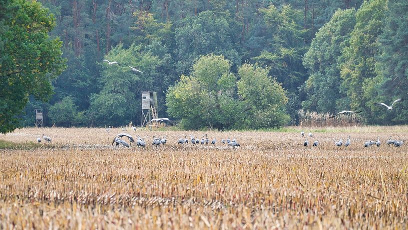 Kraanvogels op een geoogst veld van Martin Köbsch