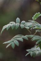 Groen op groen