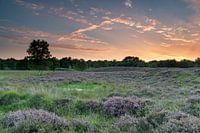 Drentse hei kleurt paars bij een mooie zonsondergang.