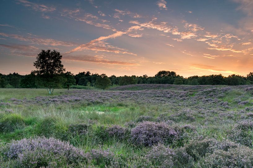 Drentse hei kleurt paars bij een mooie zonsondergang. von Harry Kors