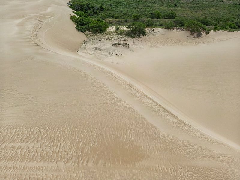 Forested Dune by Anna Martin