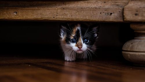 You've cat to be kitten me right meow........