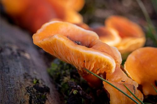 Oranje zwam