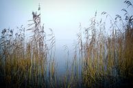 Riet en mist by Sybren Visser thumbnail