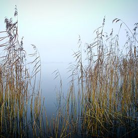 Riet en mist by Sybren Visser