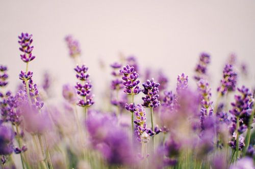 Lavendel | Sommer Nahaufnahme