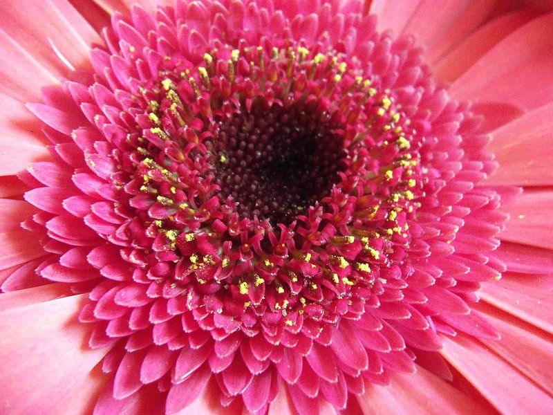 Roze Gerbera by Margriet Adema