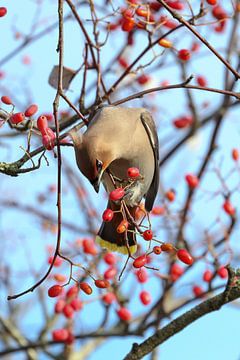 Pestvogel in een boom vol rode bessen in de herfstzon van Simon Lubbers