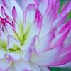 Wit met rose Dahlia close up van Jolanda de Jong-Jansen
