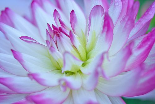 Wit met rose Dahlia close up van Jolanda de Jong-Jansen