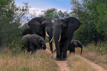 a familie of Elephants van Eric Hokke