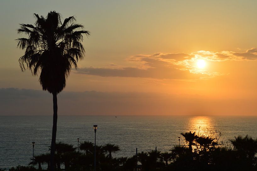 Beautiful sunset over the sea with palm trees in the foreground by Dlanor