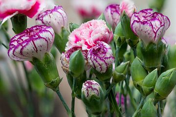 Artful purple and pink carnations by Jolanda de Jong-Jansen