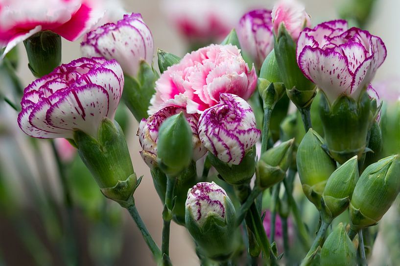 Artful purple and pink carnations by Jolanda de Jong-Jansen