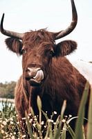 Schotse hooglander
