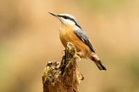 Nuthatch on an old dead tree stump